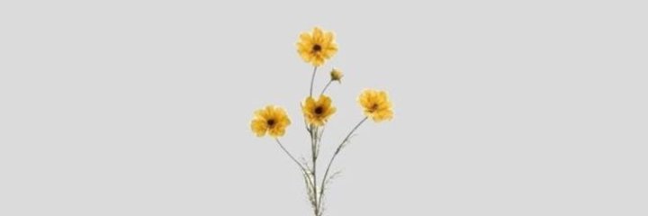 NonaWinn's profile banner image