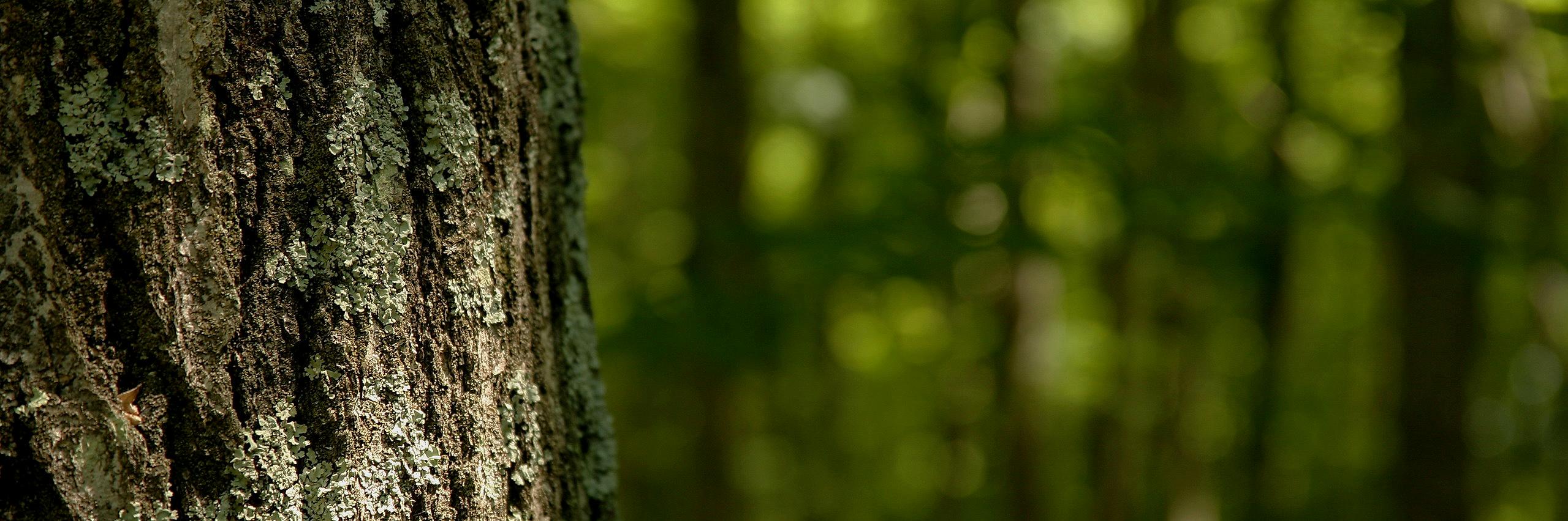 joeljil's profile banner image