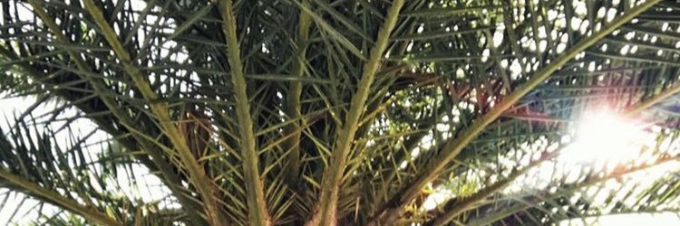 lauravinlpz's profile banner image