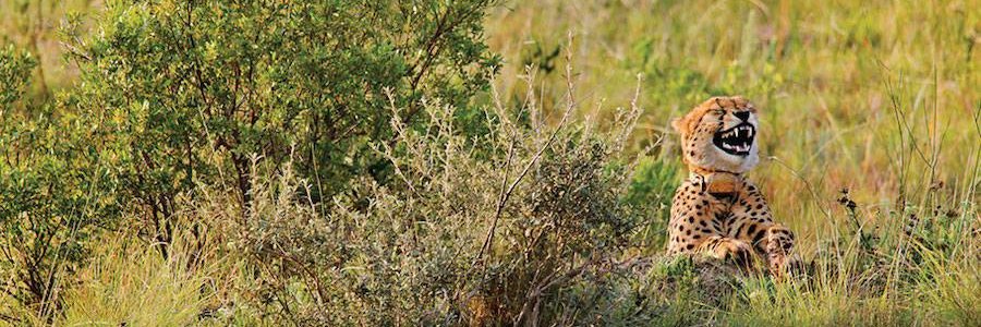 PabloLima's profile banner image