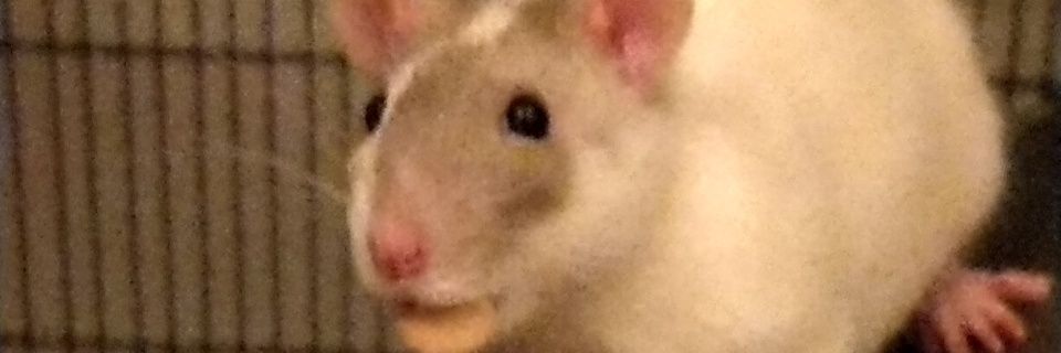 Gingerlurve's profile banner image