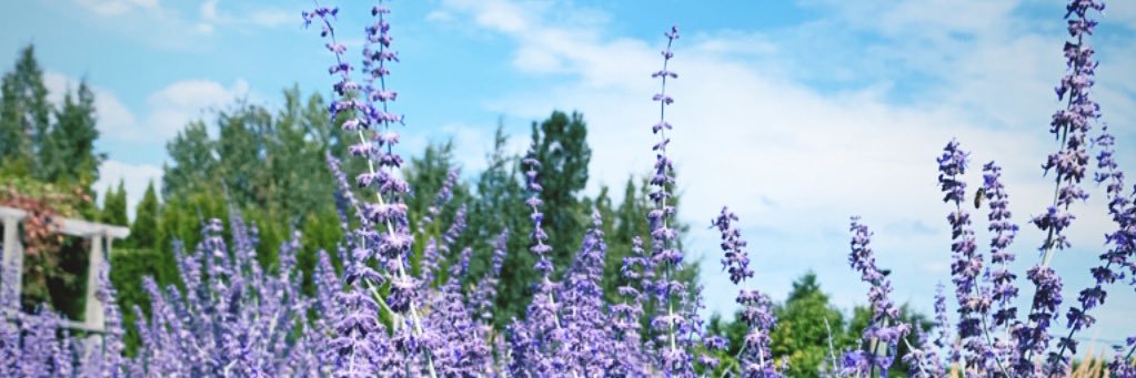 Sharrrrrrr_'s profile banner image