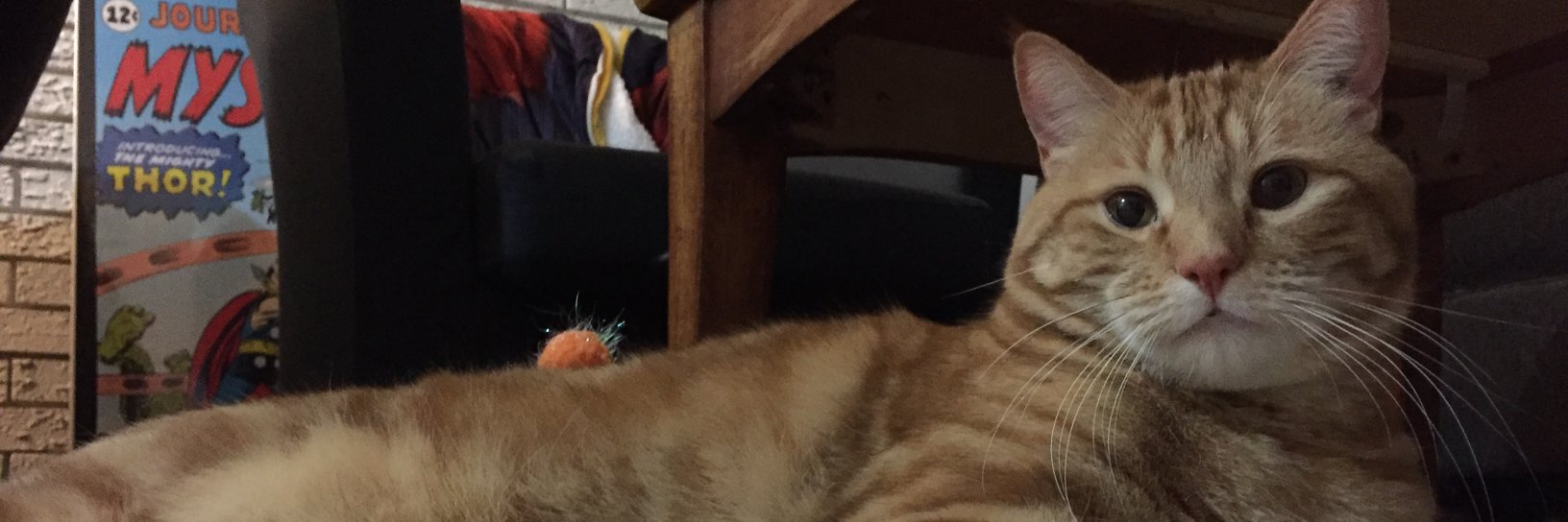 isabelledobbin's profile banner image