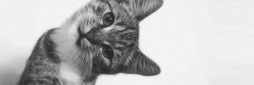 Catsincosplay's profile banner image