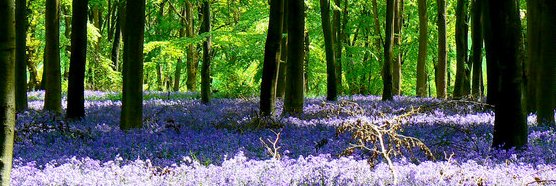 Samantha Sodergren banner