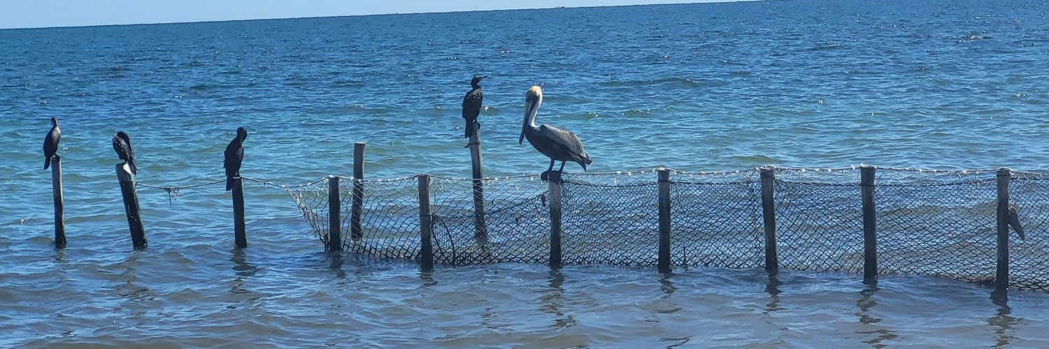 andy 🇨🇦🇨🇦 banner