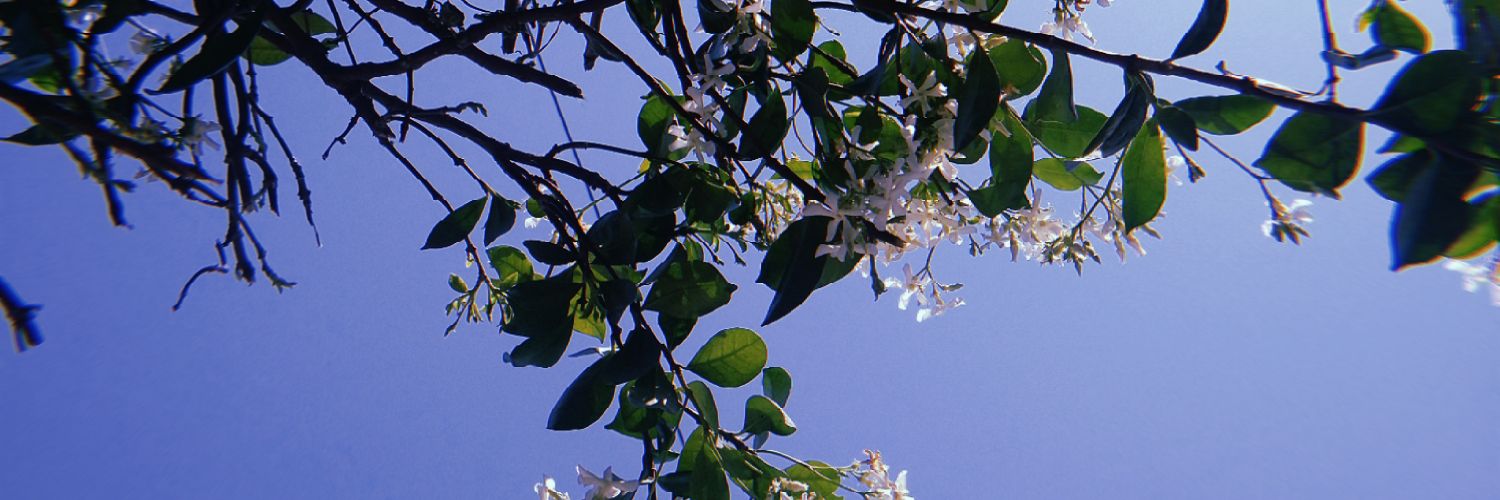 pameearce's profile banner image
