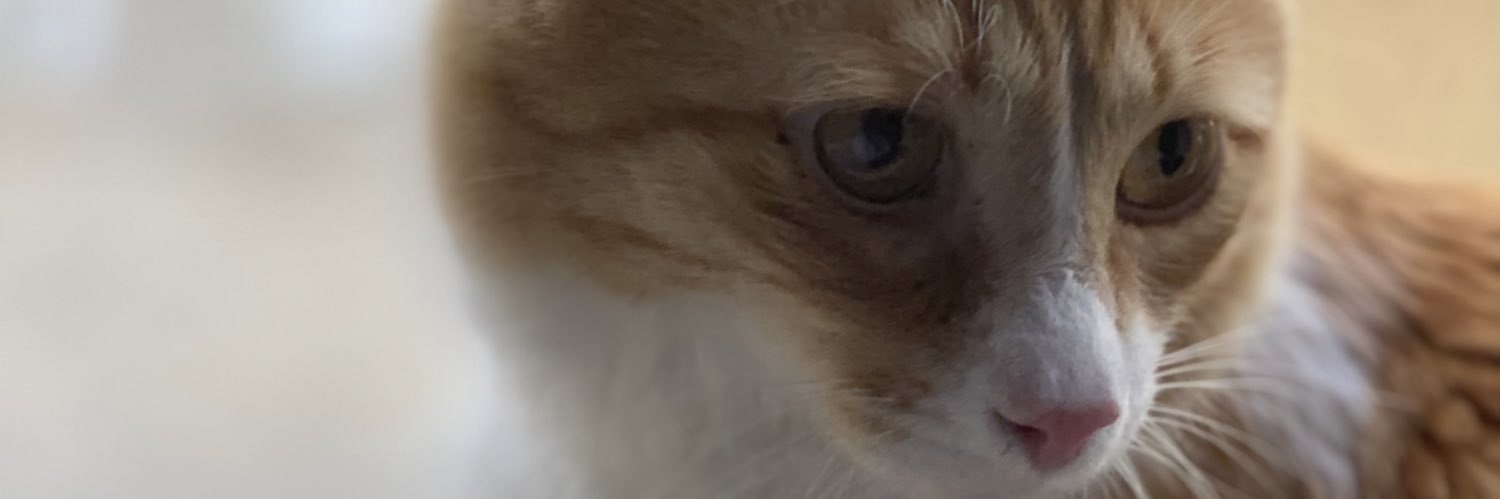lighterfire_'s profile banner image