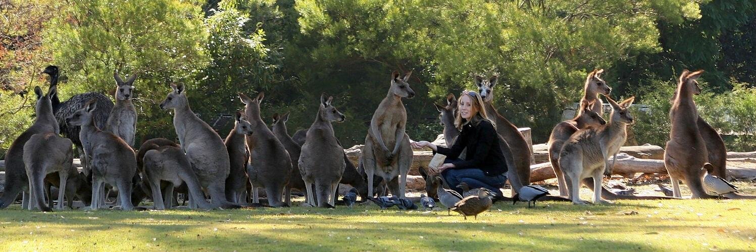 Lone Pine Koala Sanctuary banner