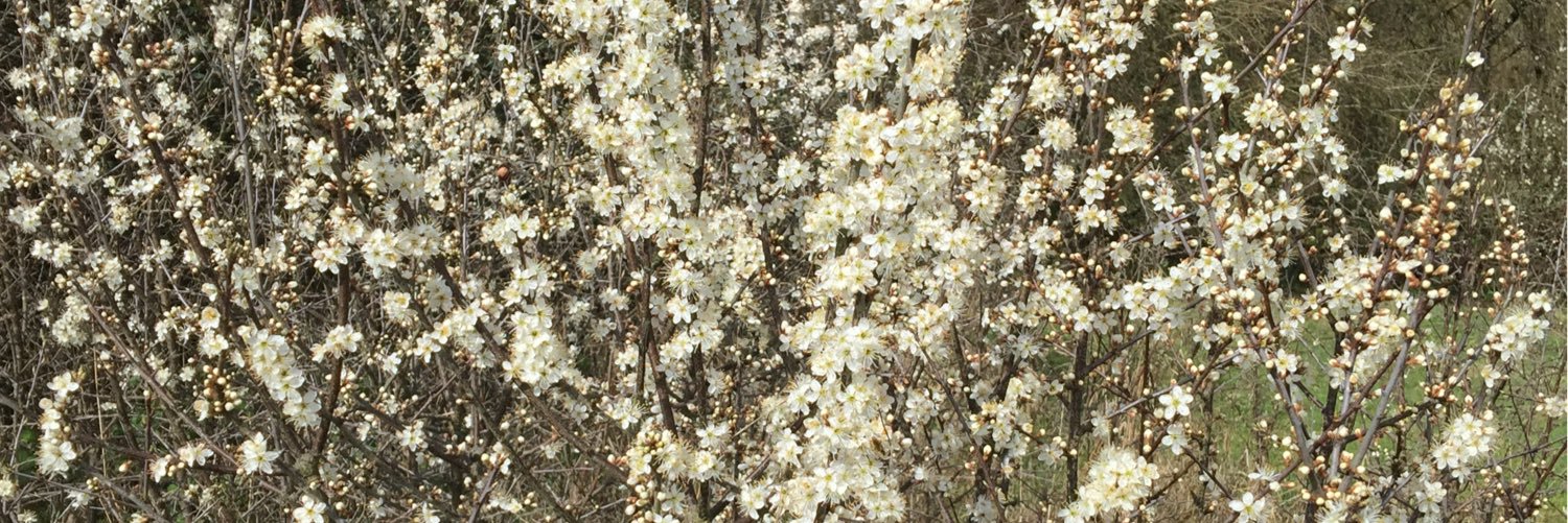 Debbie Thackray banner