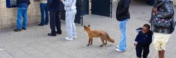 ViveeFox Profile Banner