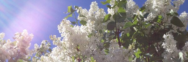 alvanherk Profile Banner