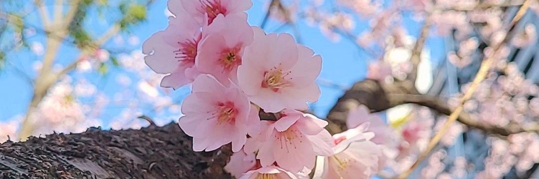 𝓐𝓵𝓮𝓳𝓪𝓷𝓭𝓻𝓪 🌸 banner