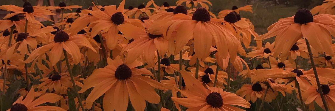 _gracevail's profile banner image