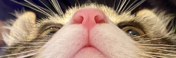 kyle_kiwi_ Profile Banner