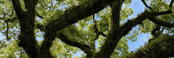 avizurlo Profile Banner