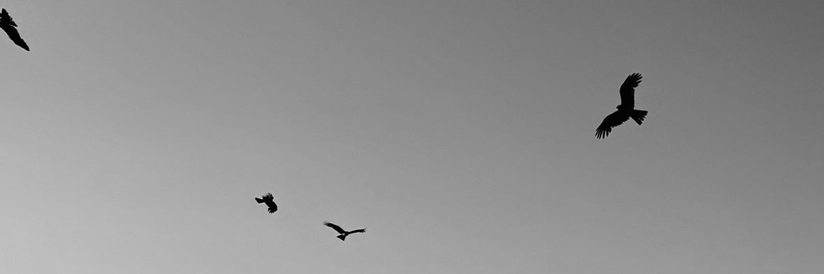 roxwindy's profile banner image