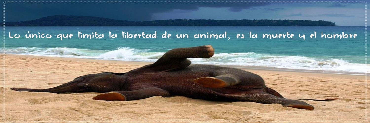 BASTAtauromakia's profile banner image