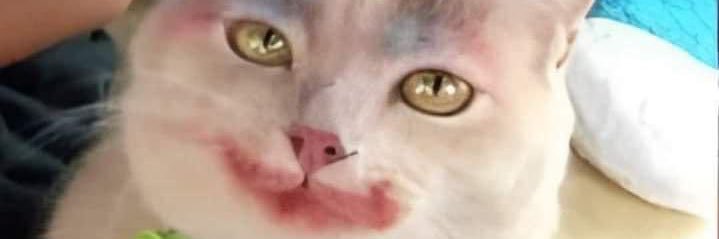 🌸 banner