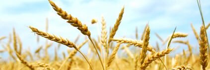 مصطفى عاشور banner