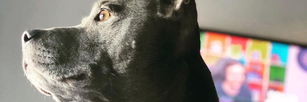 WelshLadyDi's profile banner image
