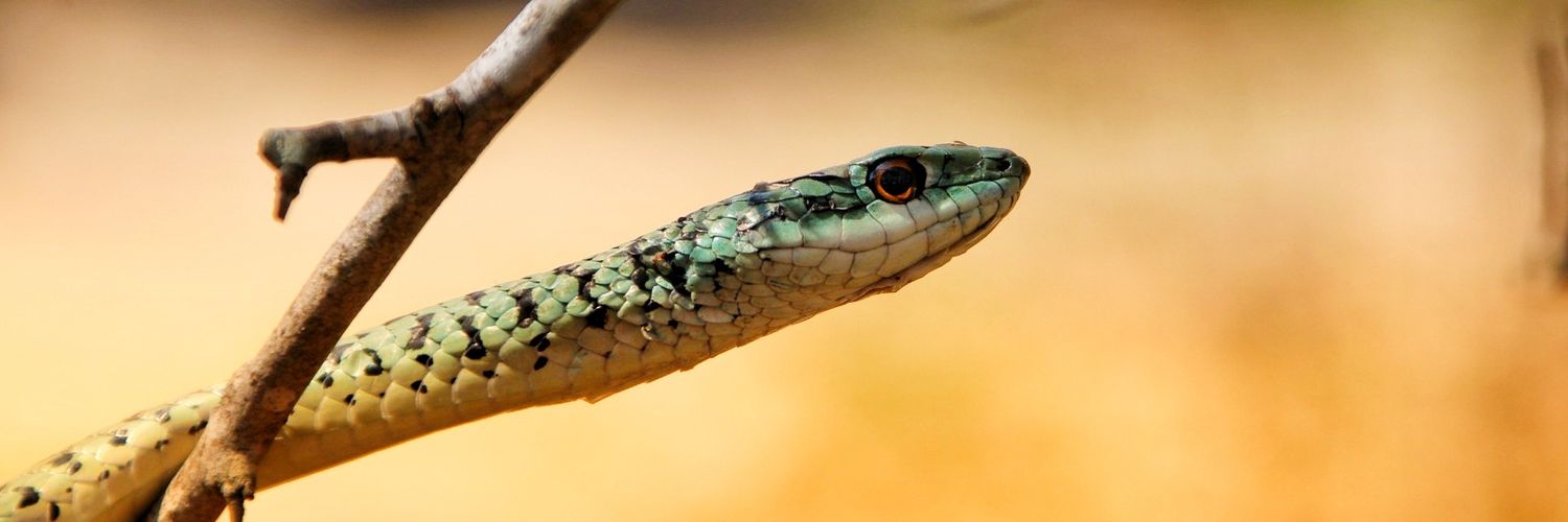 buckcommander71's profile banner image