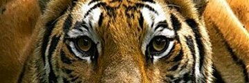 MelClassic's profile banner image