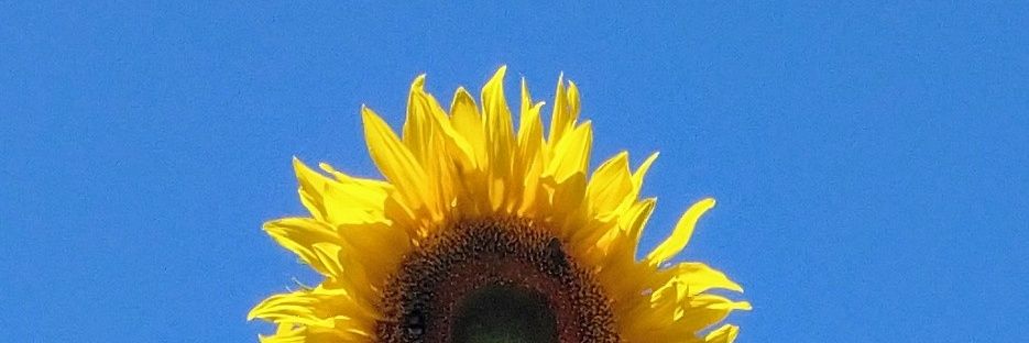 wimroos's profile banner image