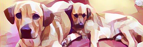 Angie banner