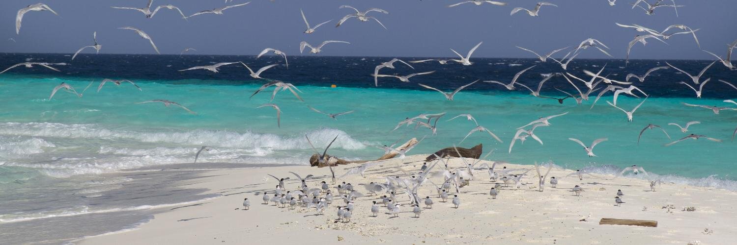 Genny Delli Carpini banner