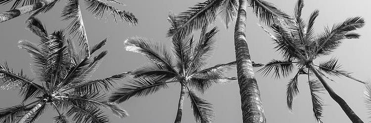 Nicholas Rice banner