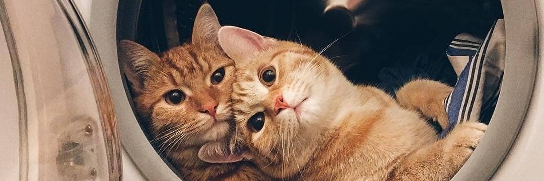 pelingels's profile banner image