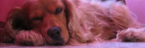 romibob's profile banner image
