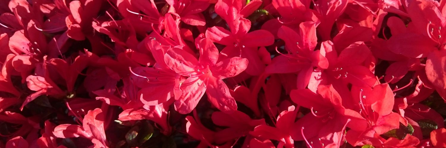 ras_berry_'s profile banner image