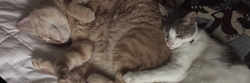 Caitynedwards27's profile banner image