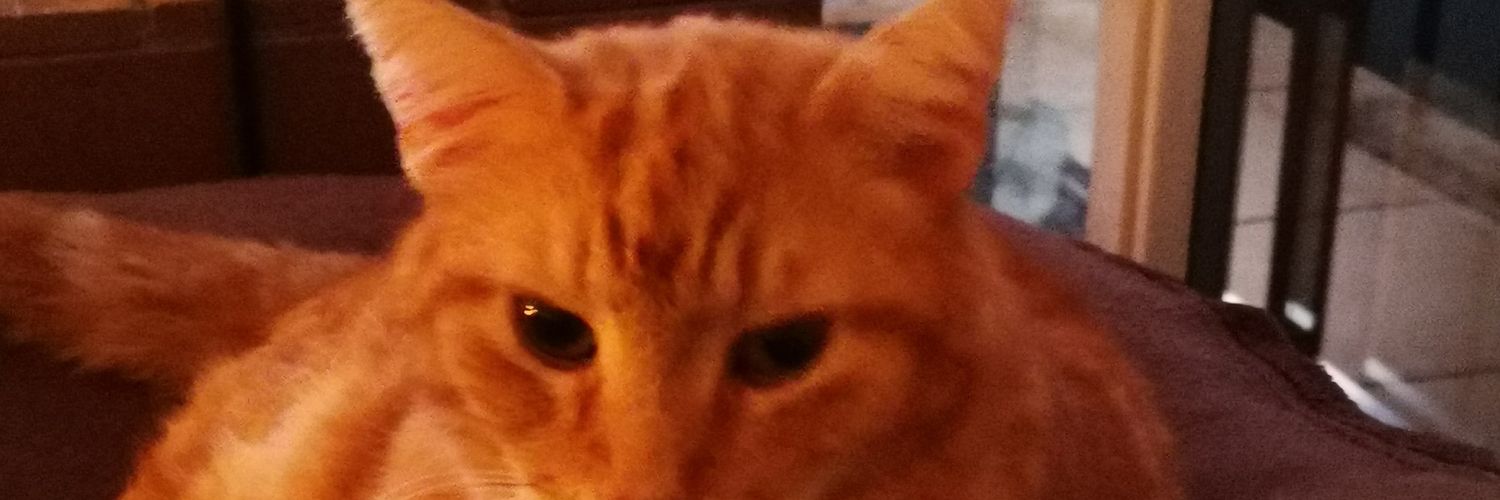 caiparinha59's profile banner image