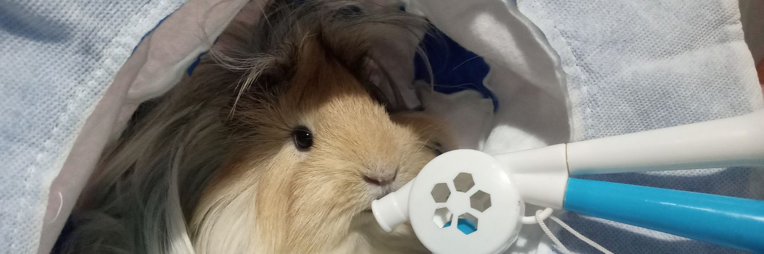 Torres__L's profile banner image