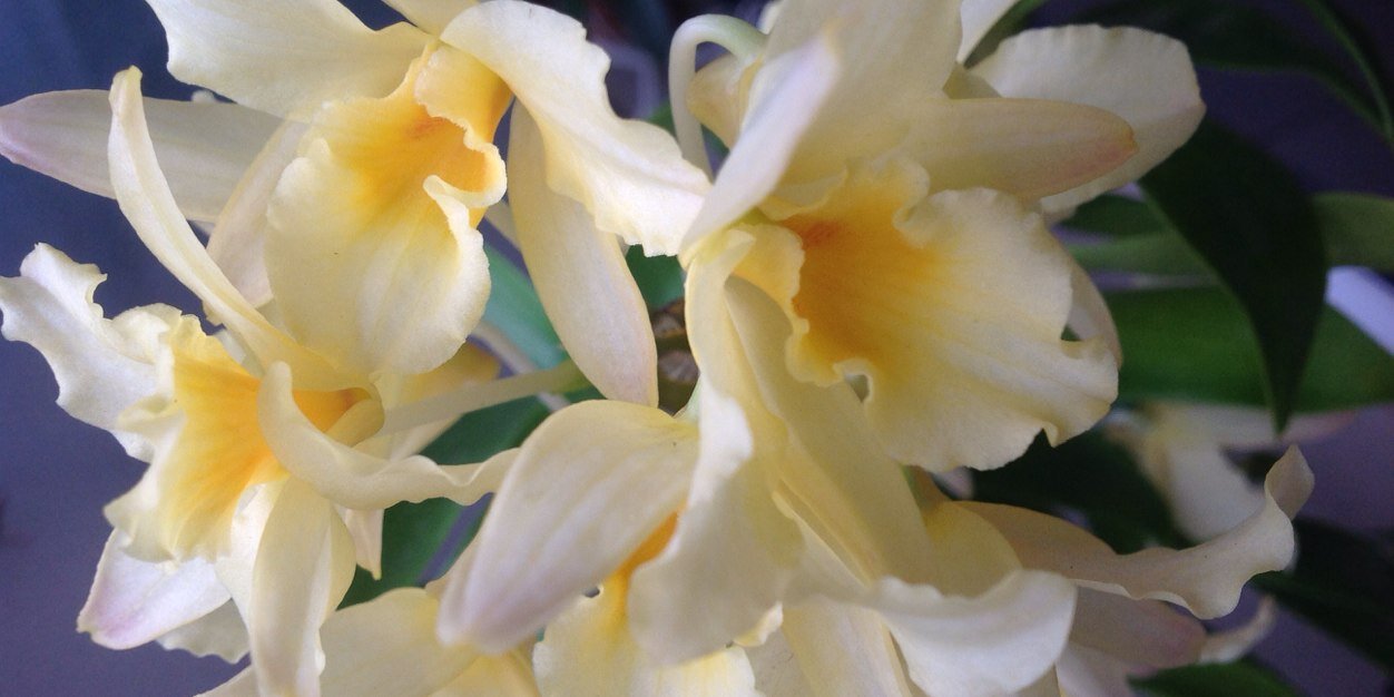 123orchids's profile banner image