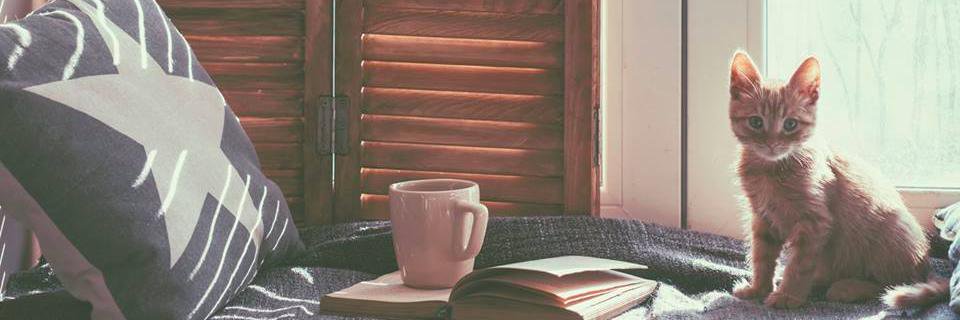 animal_insta's profile banner image