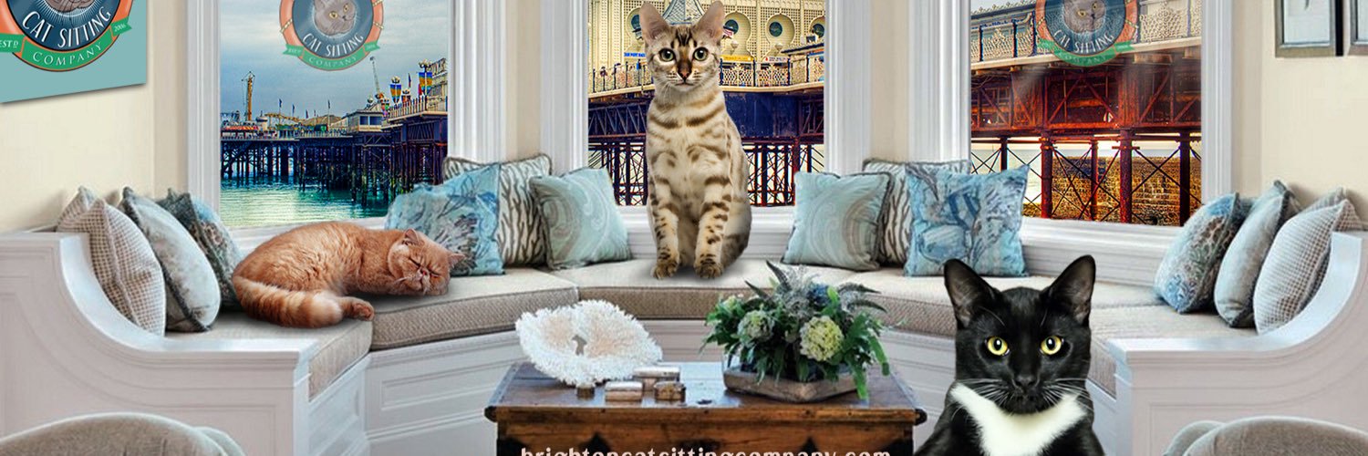 BrightonCatSit's profile banner image