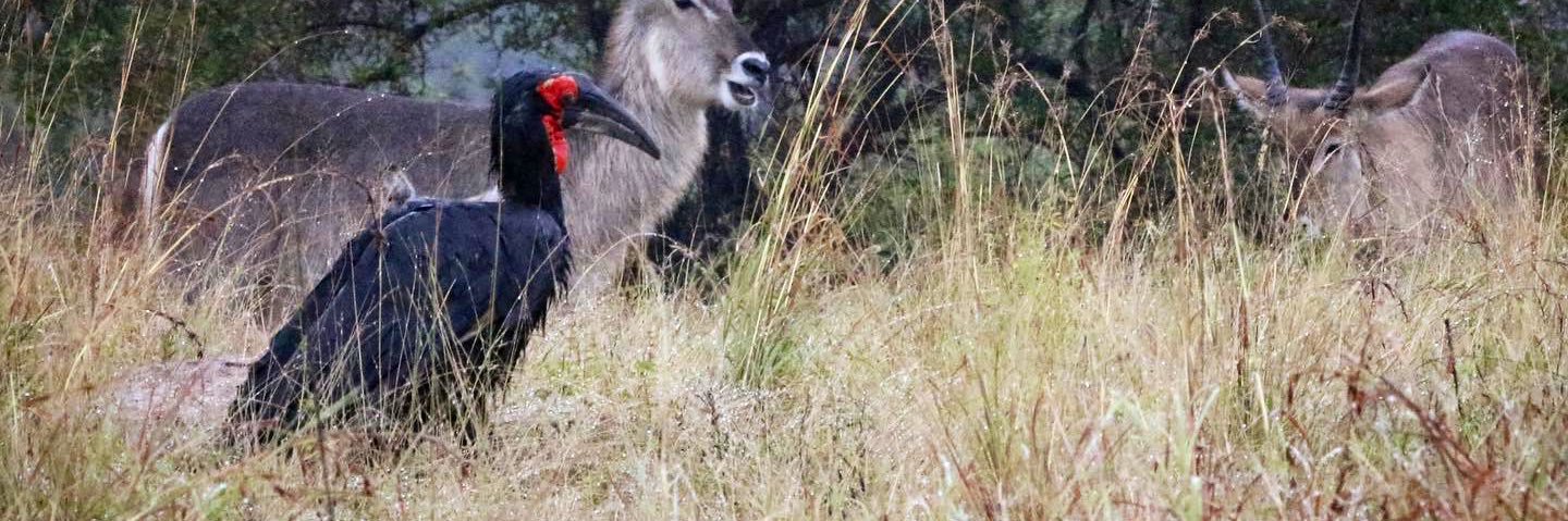 Jacqueline Cochrane banner