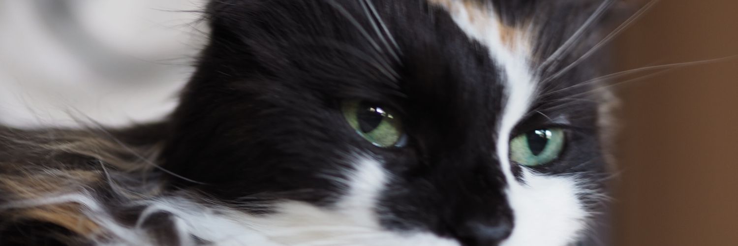 Frillycakes's profile banner image