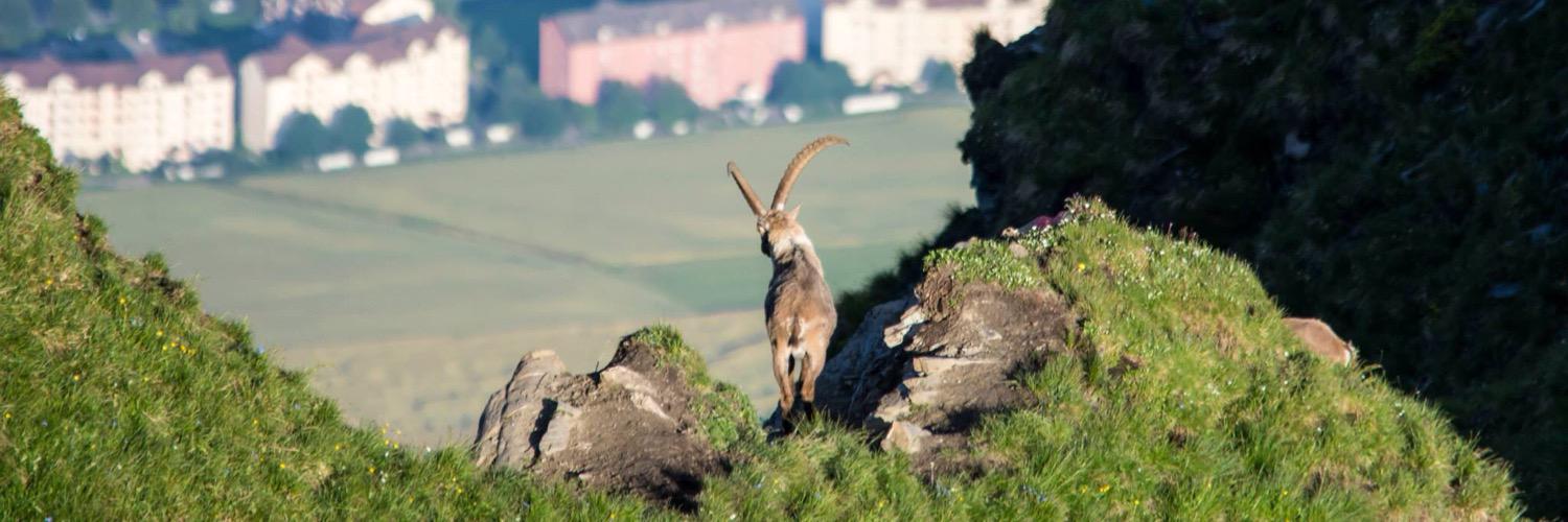 maquinista P@t-schifig banner