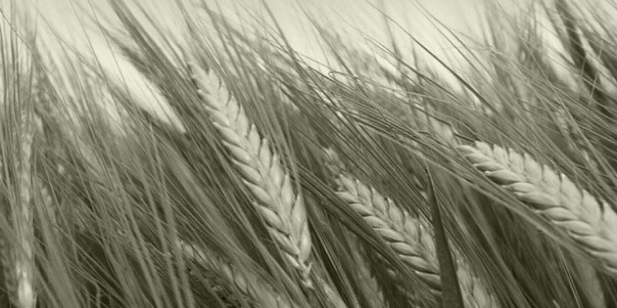 Beyond Agronomy banner