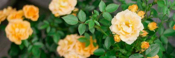 sincerelyteri Profile Banner