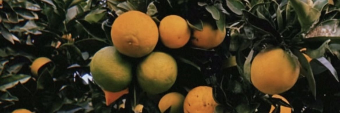 ❤️‍🔥🍊 banner