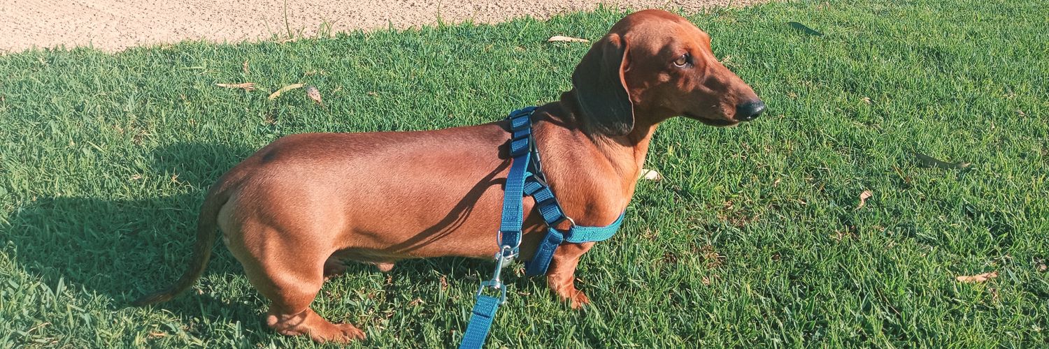 Danilo 🇿🇦 banner