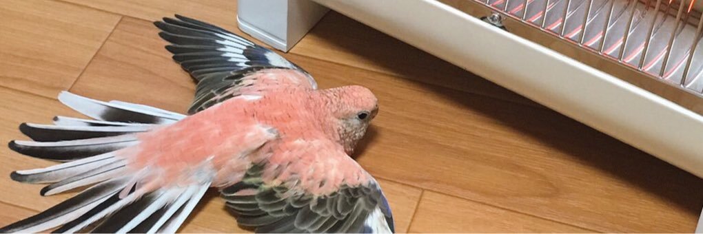 鴉椛@ペット's banner