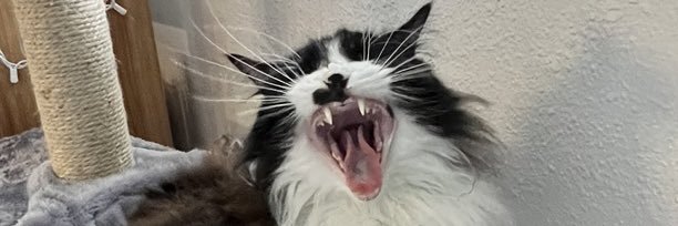 _allisonxx's profile banner image