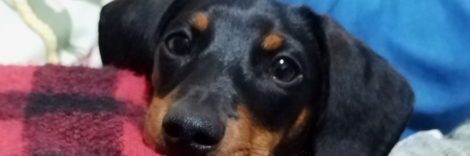 grissaurus's profile banner image